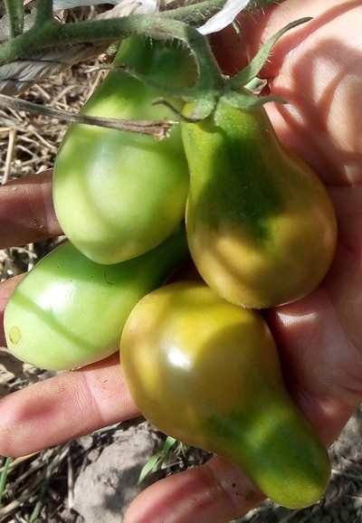 Томат Джессика (Jessika), Аргентина