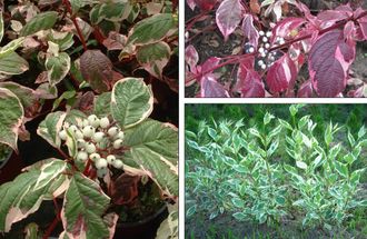 Сибирика Вариегата дерен белый (Cornus alba &#039;Sibirica Variegata)(3л)