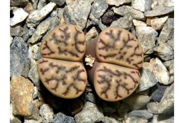 Lithops bromfieldii v. mennellii C283 
 