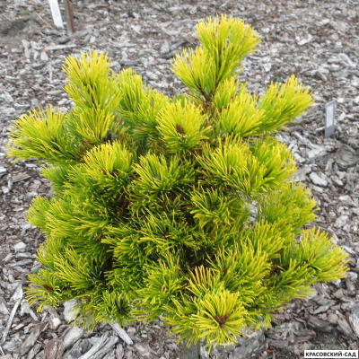 Сосна горная Мопсголд - Mopsgold
