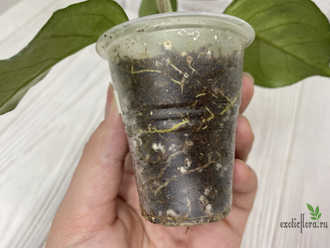 13/12/2024 hoya carnosa freckles