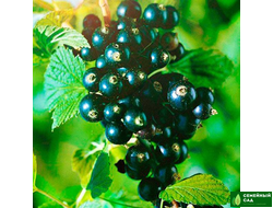 Смородина черная "Ильинка"