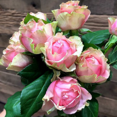Роза Питахайя (Pitahaya), ОКС Россия