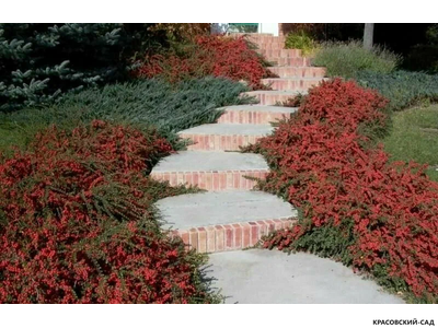 Кизильник Корал Бьюти - Coral Beauty