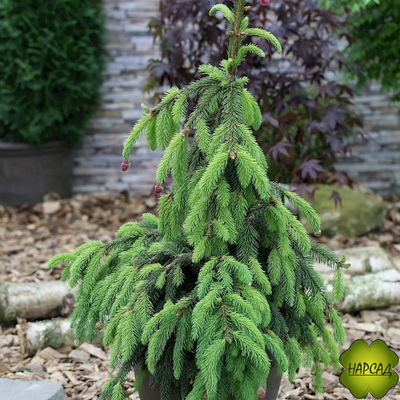 Ель Акрокона (Европейская) (красива и выделяет полезные фитонциды) (3 м)