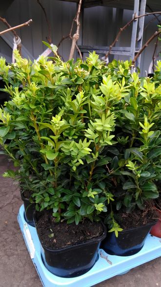 Самшит вечнозеленый, 20-40