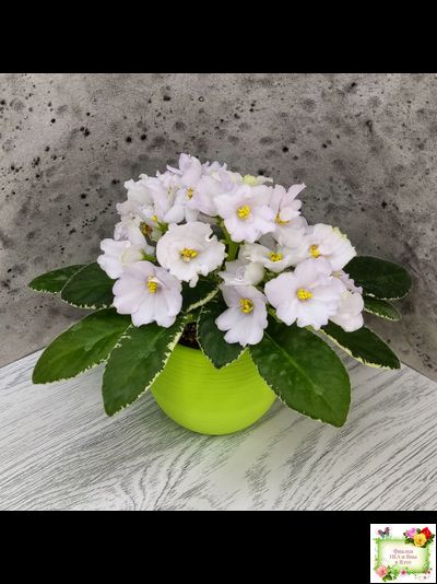 ЛЕ-Стрекоза (Е. Лебецкая) 2020 г. (пестролистный лонг)