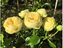 Каталина (Catalina), ОКС