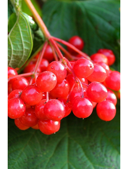 Калина красная Красная Гроздь