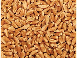 Пшеница Илиада ЭС