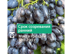 Атос