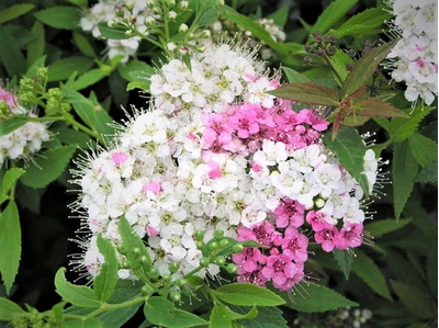 спирея "широбана"