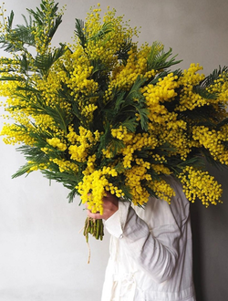 Охапка мимозы XXL