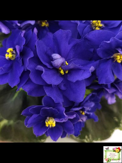 Р-Голубика (В. Зуб) 2023 г.