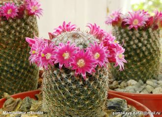 Mammillaria matudae - 5 семян