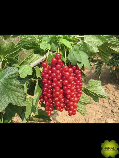 Смородина красная "РОВАДА" (КРУПНАЯ, ЧАСТИЧНО САМОПЛОДНАЯ)