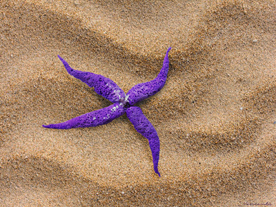 Подвеска "Морской Цветок" с хрустальной бусиной