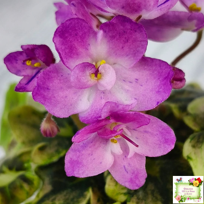 АВ-Почемучка (Фиалковод) 2020 г. (гёрл-листья с кроновой пестролистностью)