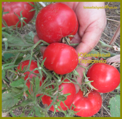 Томат Юбилейный Тарасенко