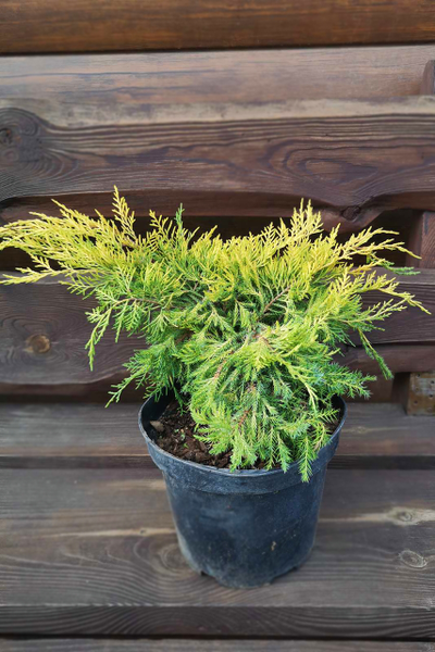 Можжевельник средний Goldkissen