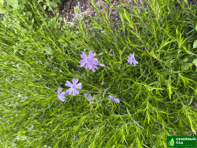 Флокс шиловидный "Г.Ф.Вилсон"
