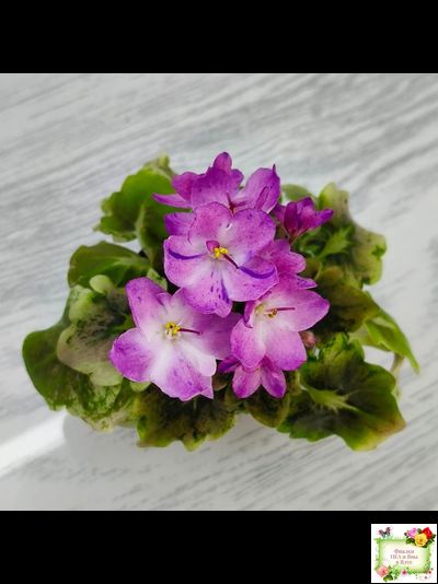 АВ-Почемучка (Фиалковод) 2020 г. (гёрл-листья с кроновой пестролистностью)