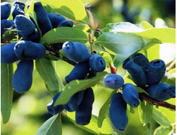 Рубен (жимолость), 3года, ЗКС