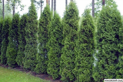 Туя Холмстрап - Holmstrup