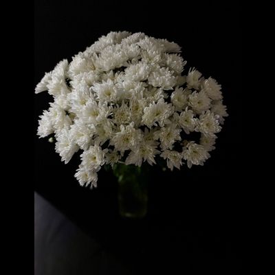 Кустовая пушистая Балтика 25 шт