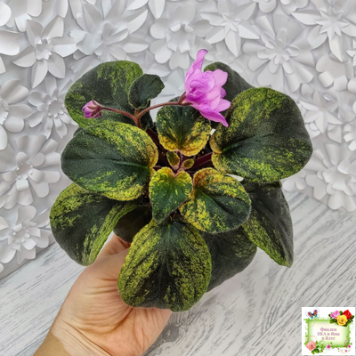 Pink Tulip Gold (японская селекция)