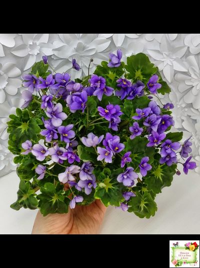 Biscayne Trail (S.Williams) трейлер