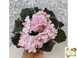 АВ-Роскошная Жизнь (Фиалковод) 2021 г. (лист посажен 03.11.25)