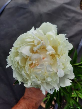 Paeonia Mrs J.V.Edlund