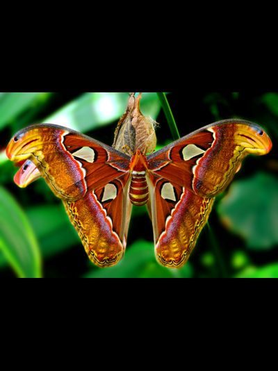 Атакус Атлас Павлиноглазка размах крыльев 18 - 23 см