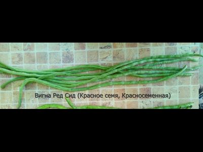 Вигна Ред Сид (Красносеменная)