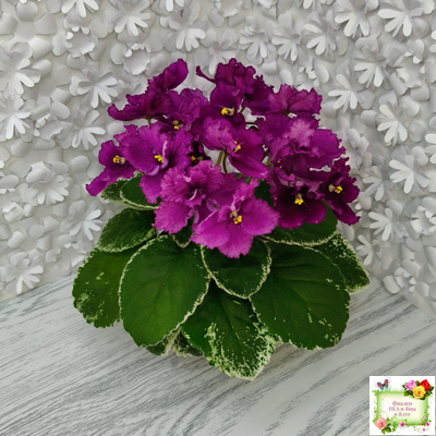 ЛЕ-Адреналин (Е. Лебецкая) 2020 г.