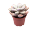 Pachyphytum Pink