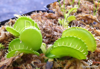 Dionaea muscipula Harmony