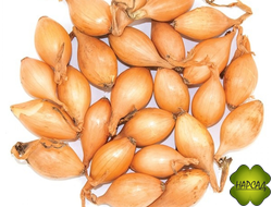 ОЗИМЫЙ ЛУК "РАДАР" (высокозимостойкий) 0,5 кг