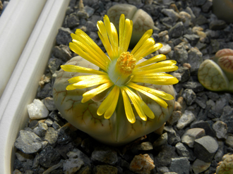 Lithops gracilideliniata ssp.brandbergensis C383 - 10 семян