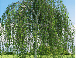 Берёза повислая Youngii, C10, штамб 180-200 см