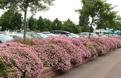 Спирея японская Little Princess