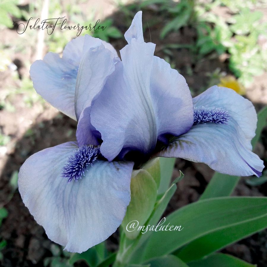 Iris Фореве Блу