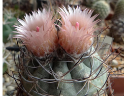 Pyrrhocactus megliolii - 5 семян