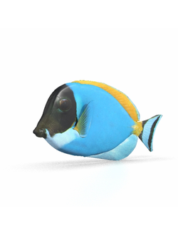 рыбы Коралловая рыба