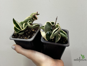 24/07/2025  ⁠Hoya Carnosa Regalis