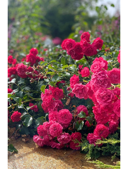 Розы бордюрные (патио, миниатюрные)