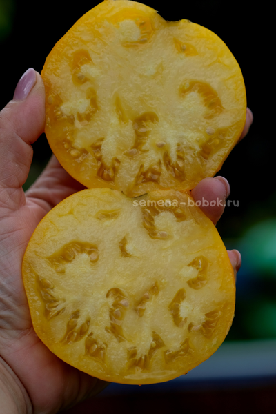 Томат Домашние Сердца Желтые от Гонсиоровских, 10 шт