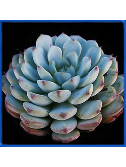 Echeveria minima, Puente Tasquila