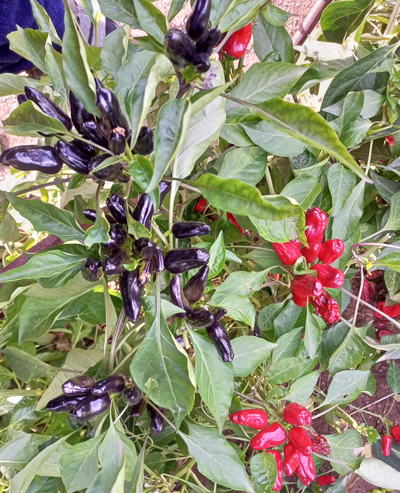 Перец острый Турецкий цветок (Turkish Flower)
